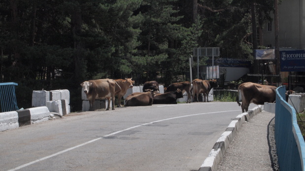 kravy na ceste
