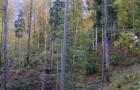 lesná obchádzka