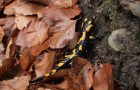 salamander na privítanie :)