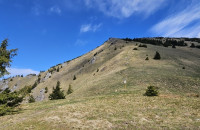 Suchý